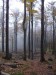 bukový les u Špičáku